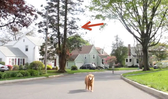 Drone walks dog.