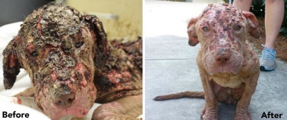 Petunia when found (left) and after being treated (right). Photo Credit: BARCS Animal Shelter/Facebook - Noah's Ark Rescue (right).