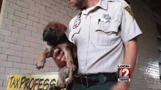 Puppy rescued from 40-foot pit.