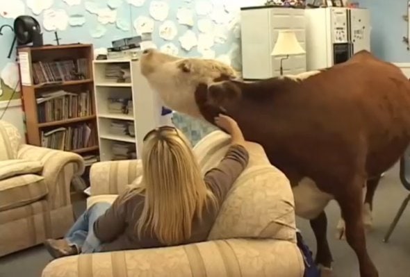 6.11.14 - Meet Milkshake, the Rescue Cow that Thinks It’s a Dog