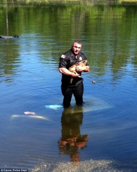 6.11.14 - Police Officer Rescues Submerged Dog1