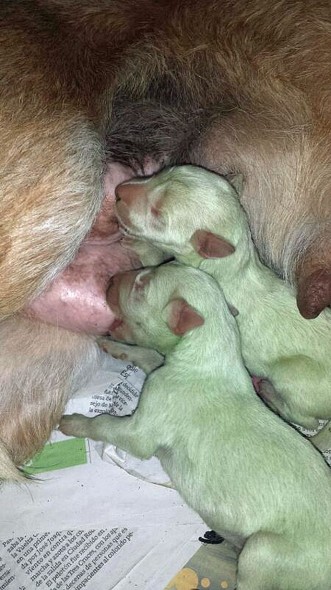 6.12.14 - Puppies Born with Green Fur3