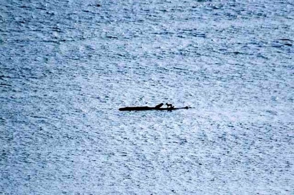 6.14.14 - New Zealand Navy Rescues Dog Stranded at Sea0