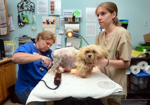 6.16.14 - Puppies Rescued from Mill in Charlotte, NC Finally Getting Proper Care4