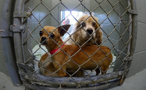 6.16.14 - Puppies Rescued from Mill in Charlotte, NC Finally Getting Proper Care5
