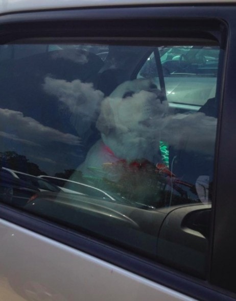 6.16.14 - Woman Sees Dog Trapped in Hot Car, Calls Cops and Posts Photo to Facebook1