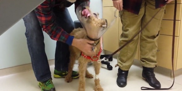 6.17.14 - Diabetic Dog can see his Family Again Thanks to Surgery