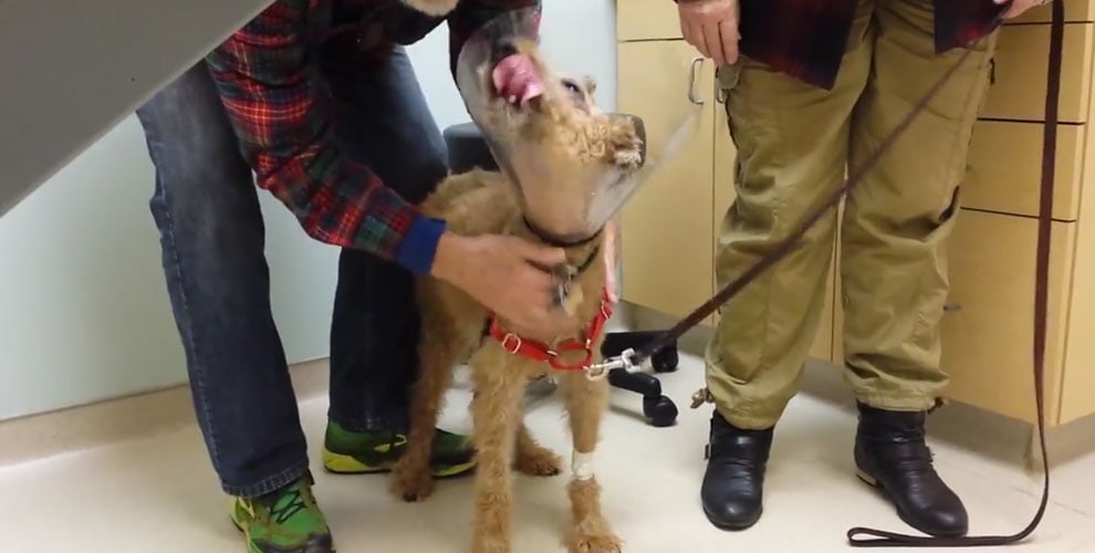 Diabetic Dog can see his Family Again Thanks to Surgery - LIFE WITH DOGS