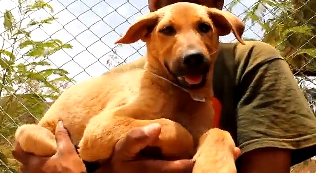 Indian Community Saves Drowning Puppy Moments from Death