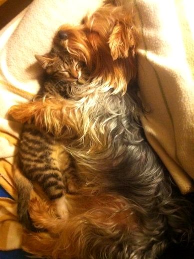 6.4.14 - Dogs and Cats Who Love to Cuddle12