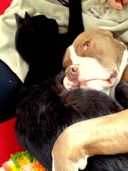 6.4.14 - Dogs and Cats Who Love to Cuddle18