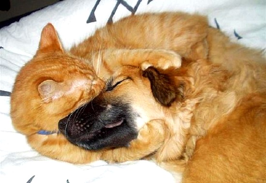 6.4.14 - Dogs and Cats Who Love to Cuddle21