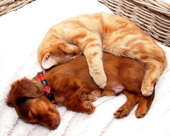 6.4.14 - Dogs and Cats Who Love to Cuddle24