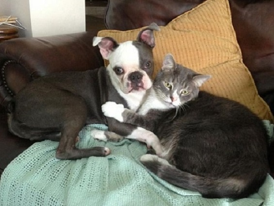 6.4.14 - Dogs and Cats Who Love to Cuddle30