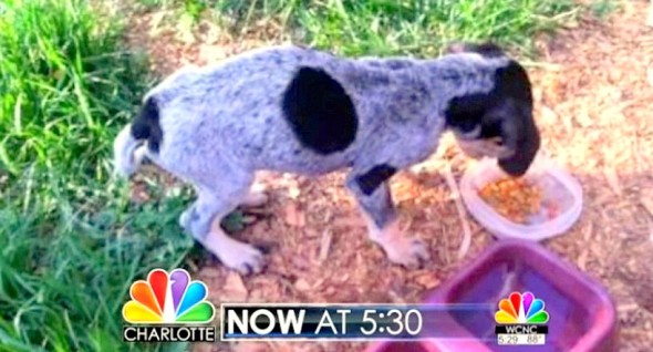 6.4.14 - Woman Rescues Deputy's Dog2