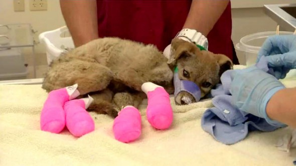 6.5.14 - Coyote Pups Rescued from Fire1