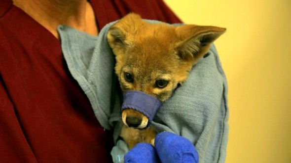 6.5.14 - Coyote Pups Rescued from Fire4