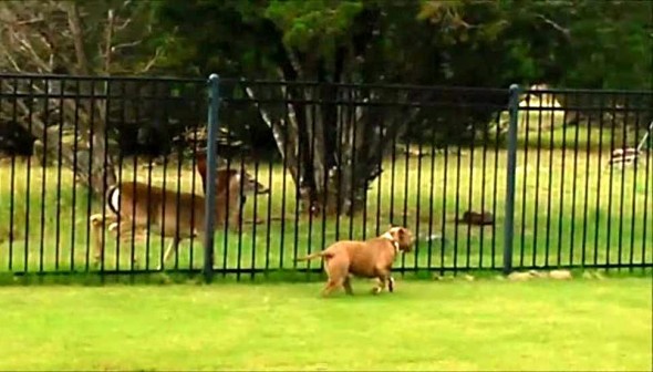 6.5.14 - Pit Bull Finds Racing Buddy in Deer
