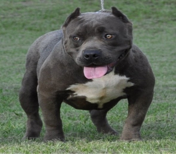 6.8.14 - Dog Fighting Bust in Alabama is Second Largest Ever