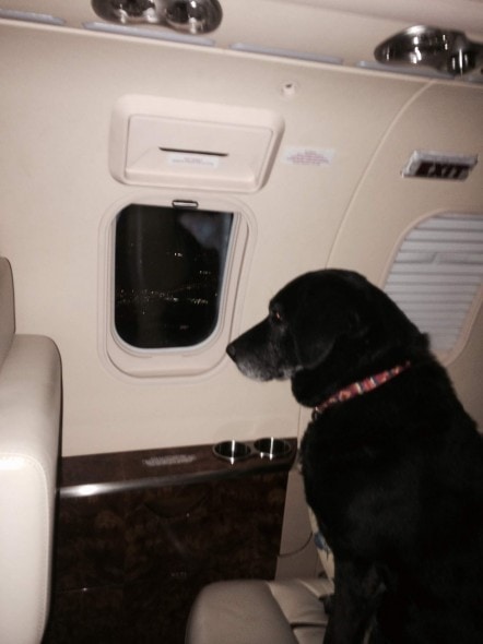 Lady flying in style to her new forever home. Photo Credit: Chet Ragsdale