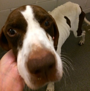 7.1.14 - Emaciated Hunting Dog Found in New Jersey Desperately Needs Good Home2