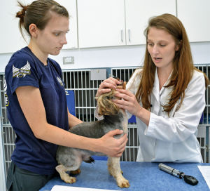 7.10.14 - Dogs Liberated from Virginia Puppy Mill Receiving Free Care2