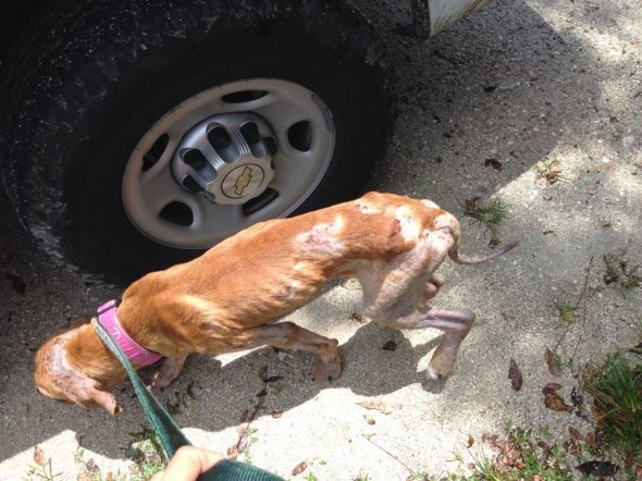 7.14.14 - Good Samaritan Rescues Puppy Dumped from Car1