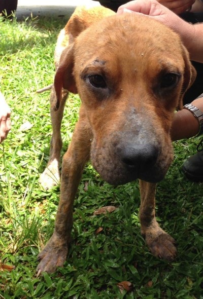 7.14.14 - Good Samaritan Rescues Puppy Dumped from Car2