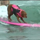 7.15.14 Dog Surfing Contest held in Southern California2