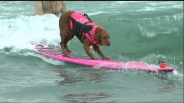 7.15.14 - Dog Surfing Contest held in Southern California2