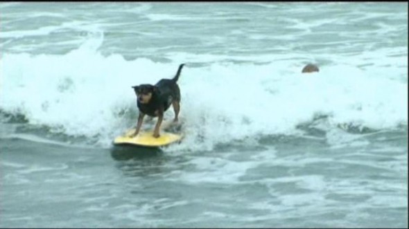 7.15.14 - Dog Surfing Contest held in Southern California3