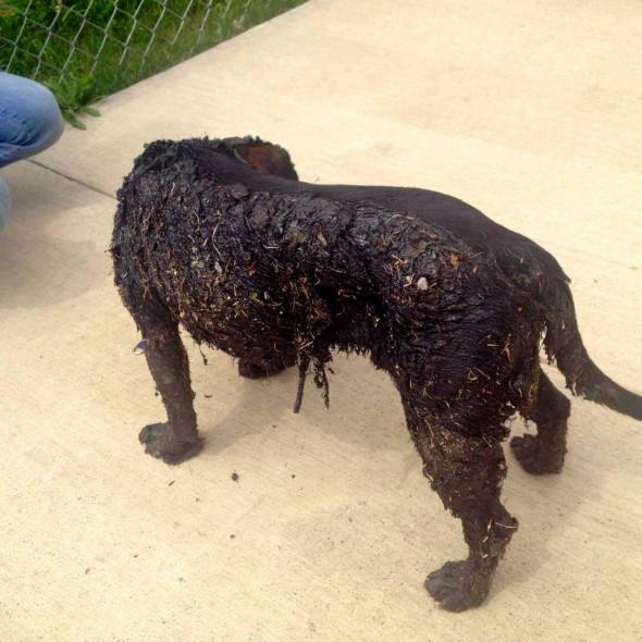 7.16.14 - Two Dogs Covered in Tar Rescued3