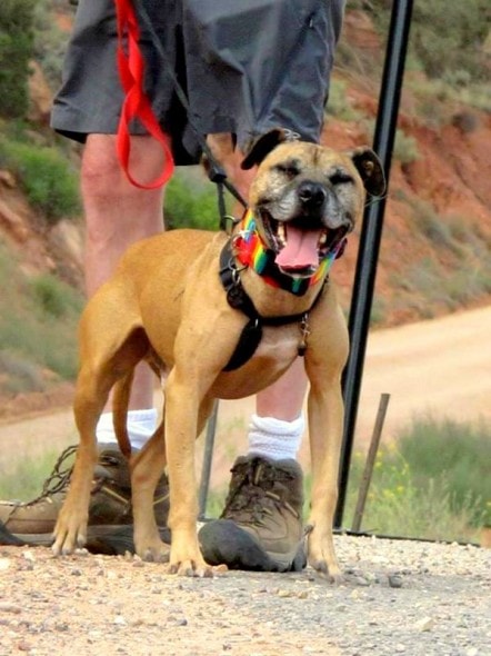 7.2.14 - South Dakota Celebrates Pit Bull Independence Day1