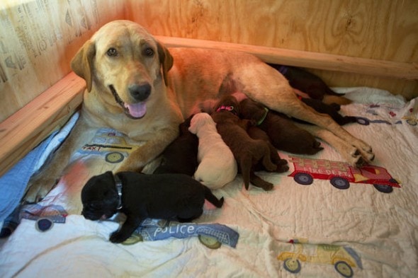 7.2.14 - Woman and Firefighter Rescue Infant Pup Caked in Mud4