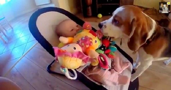 7.25.14 - Dog Apologizes to Baby in a Big Way