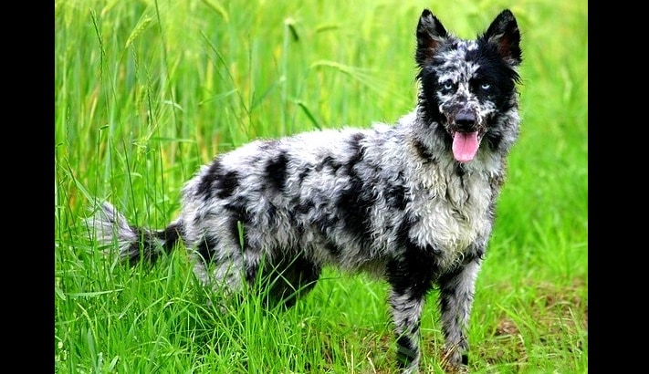 really cool dog breeds