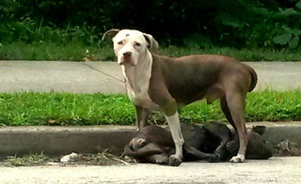 7.27.14 - Loyal Dog Guarding Injured Pal Reunited with Family1
