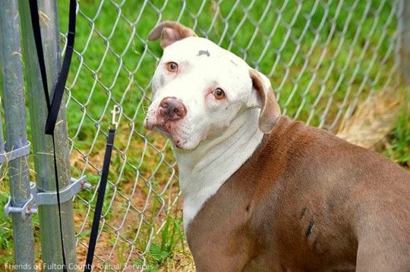 7.27.14 - Loyal Dog Guarding Injured Pal Reunited with Family2