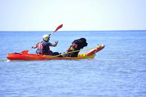 Doggy Patrols Help Lifeguards On Spanish Beach