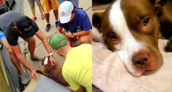 7.30.14 - Dog Miraculously Survives Being Thrown off Busy NYC Expressway4