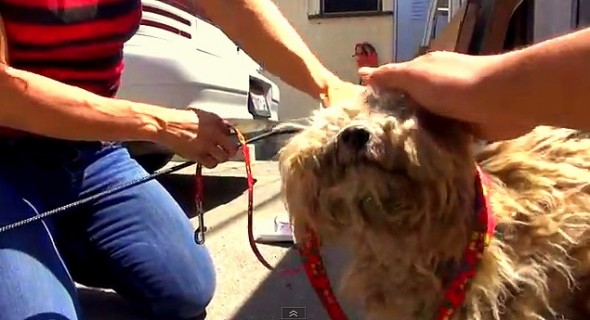 7.31.14 - Dog Lives Under Shed for Year After Owner Dies3