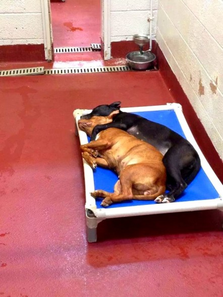 7.4.14 - Shelter Dogs Find Love Together1