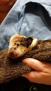 7.5.14 - Firefighter Decides to Adopt Puppy He Rescued from Blaze3