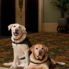 7.5.14 Hotels Offers Unique Program for Bored Shelter Dogs and Guests