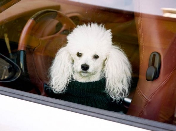 7.6.14 - One Woman’s Quest to Save a Dog Locked in Hot Car