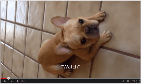 7.7.14 - Two Adorable French Bull Dog Videos to Brighten Up your MondayThorXX