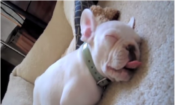 7.7.14 - Two Adorable French Bull Dog Videos to Brighten Up your MondayTopTenXX