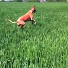 7.9.14 Dog Bounces Through Field