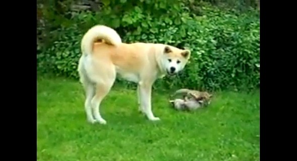 7.9.14 - Dog Plays Stepmom to Adopted Foxes1