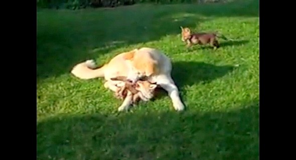 7.9.14 - Dog Plays Stepmom to Adopted Foxes2